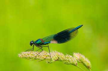 banded demoiselle rest in dorset field