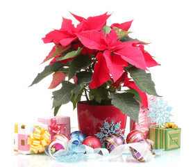 Beautiful poinsettia with christmas balls and presents isolated
