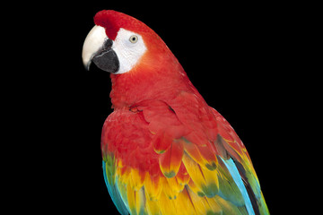 Guacamayo