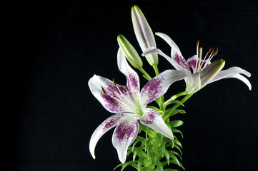 purple lily