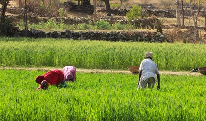 Fotobehang Afrika Women Farming  © ozphotoguy