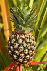 Obraz premium Fresh Pineapple in farm , Tropical fruits