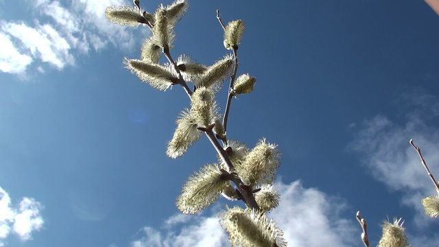 Fresh young catkins willow in spring