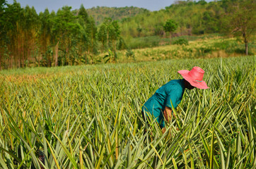 Farmer harvesting in pineapple farm