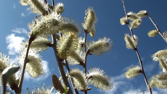Fresh young catkins willow in spring