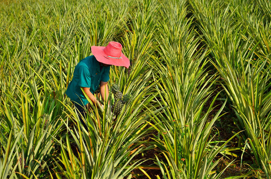 Farmer harvesting in pineapple farm