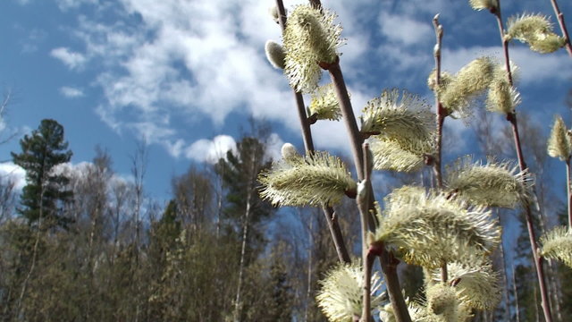 Fresh young catkins willow in spring