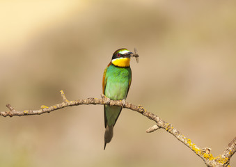 Bee-eater