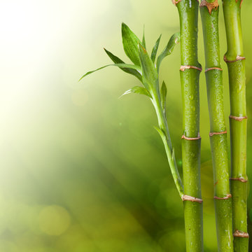 fresh Bamboo on Summer background
