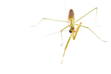Praying Mantis