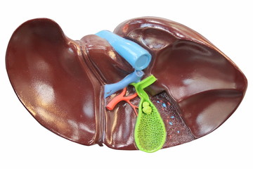 Liver model