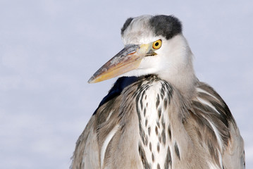 Grey Heron In Winter