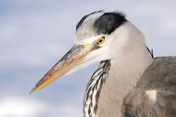 Heron