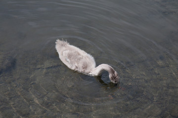 piccolo di cigno reale (Cygnus olor)