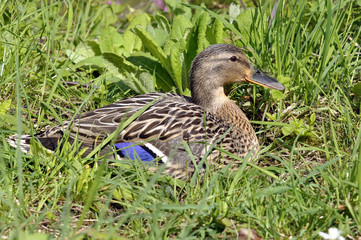 Mallard Duck Female