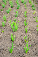 Onion in a vegetable garden