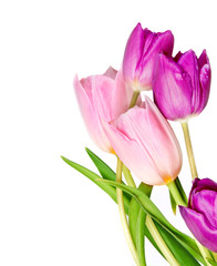 Spring Tulip Flowers bunch