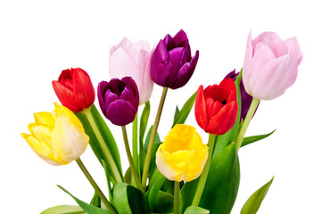 Fototapeta premium Spring Tulip Flowers bunch