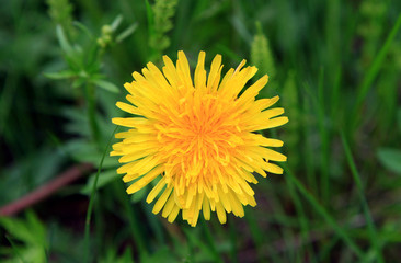 Одуваньчик полевой