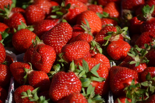 Erdbeeren