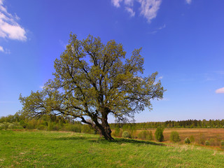 Single oak tree on the field in spring. © maxas33