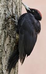 Black woodpecker in the city