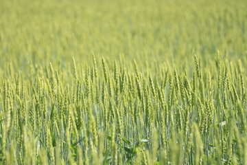Fields of wheat
