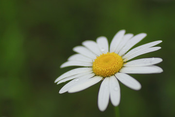 Close up of marguerites