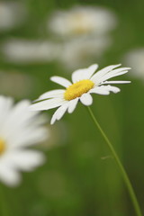 Obraz premium Close up of marguerites