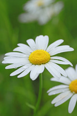 Fototapeta premium Close up of marguerites