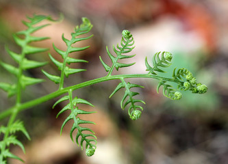 Лист папоротника