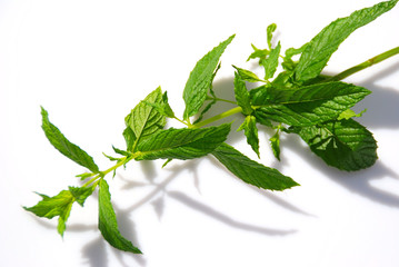 MENTHA SPICATA O HIERBABUENA. AROMAS