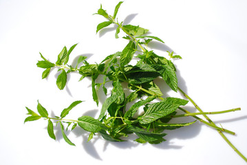 HIERBABUENA O MENTHA SPICATA. AISLADO Y FRESCO