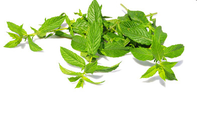 Obraz premium AROMAS Y FRESCOR. MENTHA SPICATA