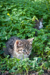 Naklejka na ściany i meble Cute young cats in grass