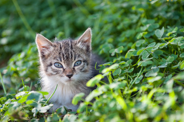 Naklejka na ściany i meble Cute young cat in grass