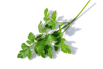 PEREJIL AISLADO SOBRE FONDO BLANCO