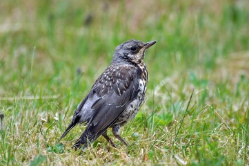 Fototapeta premium Turdus pilaris