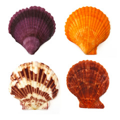 Fototapeta premium collection of seashells on white background 