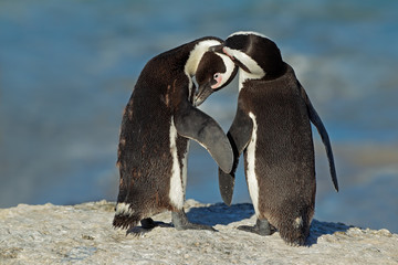Pair of African penguin (Spheniscus demersus) - Powered by Adobe