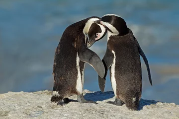 Velours gordijnen Pinguïn Paar Afrikaanse pinguïn (Spheniscus demersus)