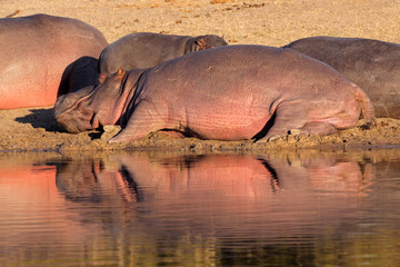 Hippo family resting outside the water