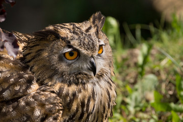Hibou grand duc Europe