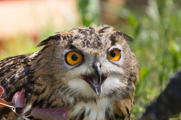 Hibou grand duc Europe