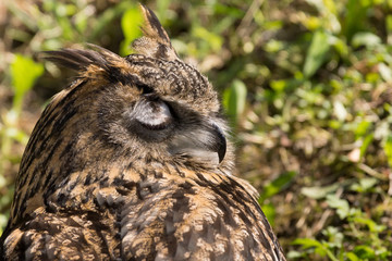 Hibou grand duc Europe