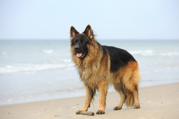 Deutscher Schäferhund 172