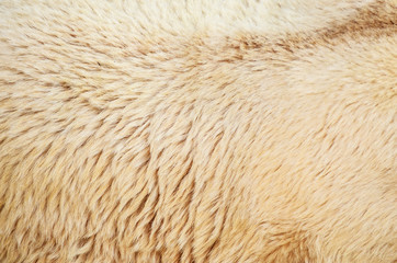 White polar bear fur texture