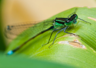 Damselfly