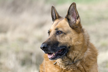 Deutscher Schäferhund 117