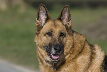 Deutscher Schäferhund 93